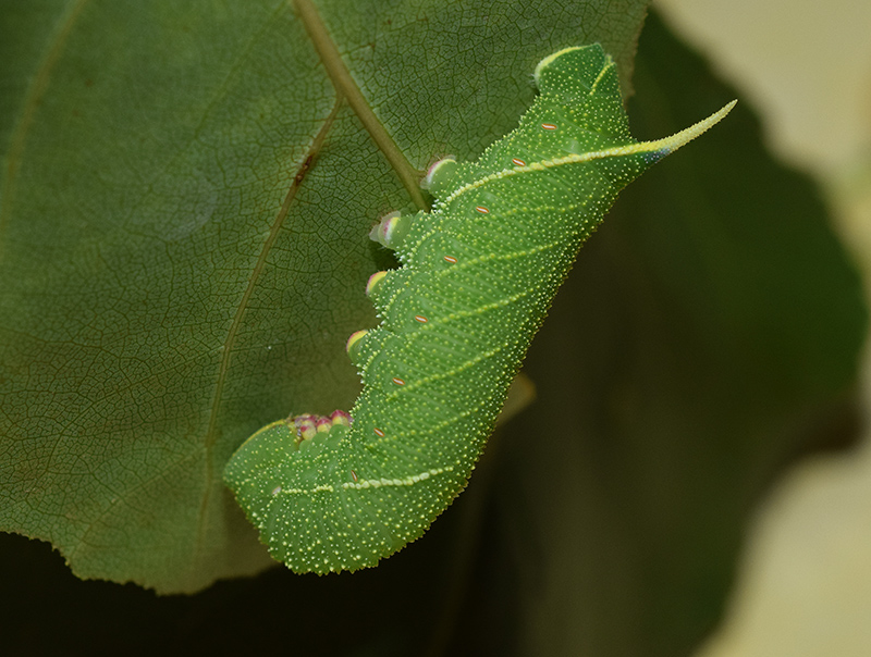 Ciclo vitale di Laothoe populi, Sphingidae